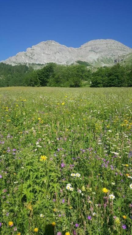 Chalet Miel De La Cayolle-Estenc Entraunes Exteriör bild